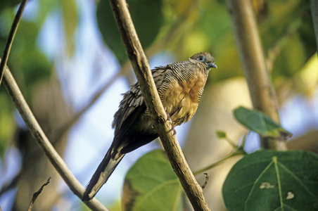 Geopelia striata/Geopelie zebree/Striped Dove/Zebra Dove