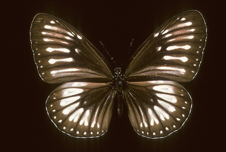 Euploea redtenbacheri