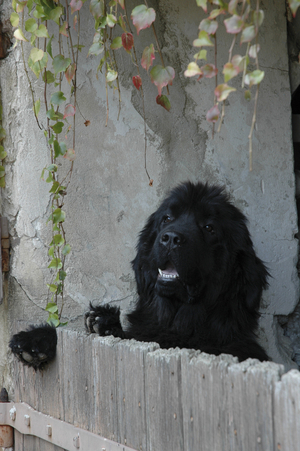 Dog/Breed: Newfoundland