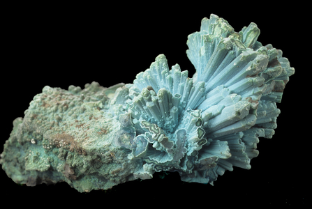 Chrysocolle
