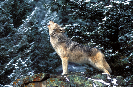 Canis lupus tundrorum/Alaska Wolf/Arctic Tundra Wolf/Tundra Arctic Wolf