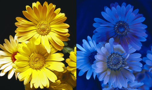 Calendula officinalis/Marigold jar/Natural light and ultra violet black light
