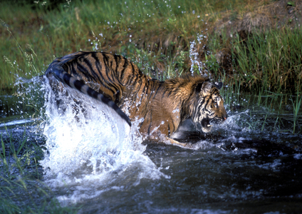 Panthera tigris altaica/Siberian tiger/Siberian tiger