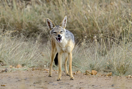 Black Backed Jackal/Black Backed Jackal