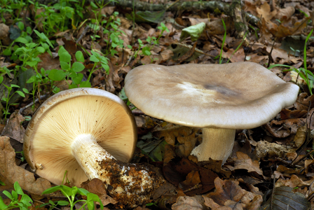 Nebularis clitocybe/Nebularis clitocybe/Small grey/Gray grey