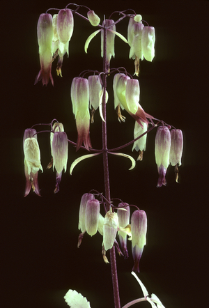 Kalanchoe pinnata/Kalanchoe