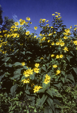 Helianthus tuberosus/Jerusalem artichoke