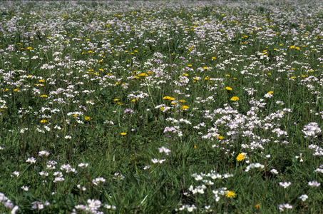 Prairie/Cardamine pratensis/Pres Cardamine