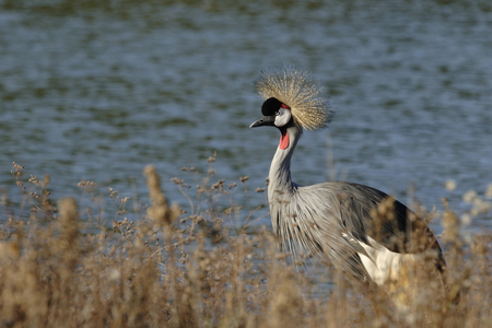 Balearica regulorum/Royal Crane/Grey Crowned Crane