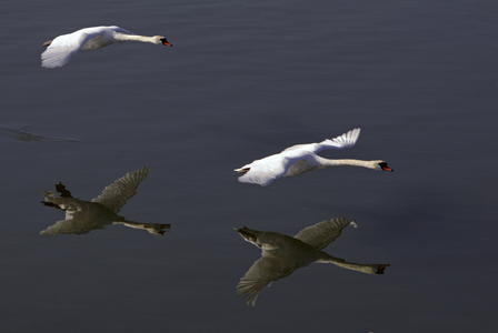 Cygnus olor/Tuber Swan/Mute Swan