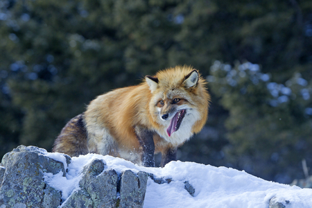 Vulpes vulpes/Red Fox/Red Fox