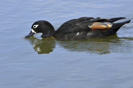 Tadorna tadornoides/Australian Tadorne/Australian Shelduck