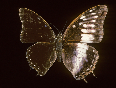 Etheocles charaxes/Bilateral gynandromorphism/Male and female gynandromorphic papilon
