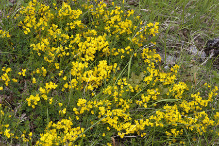 Cytisus ardoini/Cytitis Ardoino