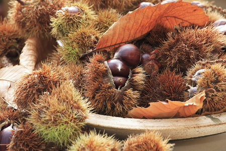 Castanea sativa/Chestnut// Chestnut/European Chestnut