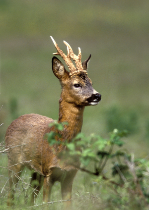 Capreolus capreolus/Deer/Roe Deer/Male