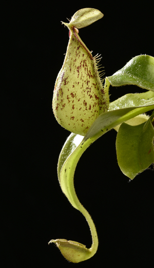Nepenthes hookeriana/Nepenthes x hookeriana