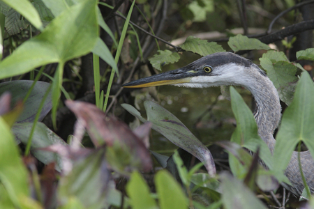 Herodias/Great Blue Heron