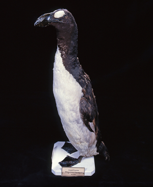 Pinguinus impennis/Great Penguin/Great Auk