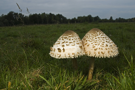 Macrolepiota procera/Lepiote/Coulemelle/Parasol/Couleuvree/Cat Nose/Ring Knight