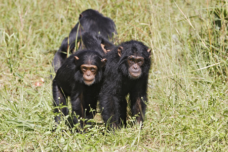 Pan Wren/Chimpanze/Chimpanzee