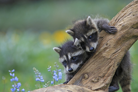 Procyon lotor/Common Raccoon/Common Raccoon