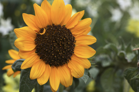 Helianthus annuus/Sunflower 'Sonja'/Sun