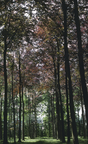 Fagus sylvatica 'Purpurea'/Beech