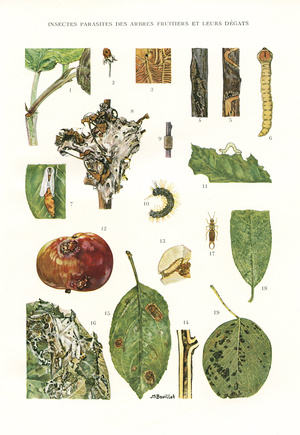 Botanical Board/Fruit Tree Parasites