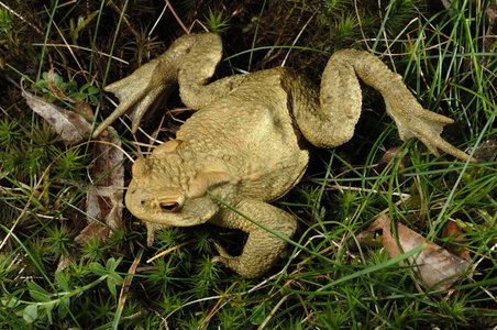 Bufo bufo/Common Toad/Eurasian Common Toad