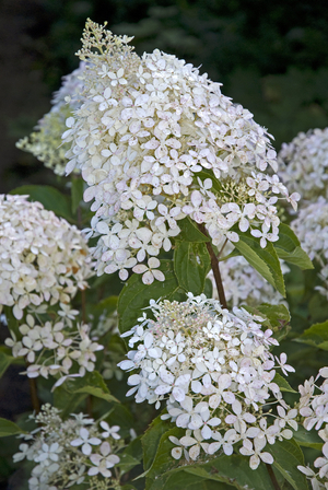 Hydrangea paniculata/Hydrangea panicle 'Phantom'