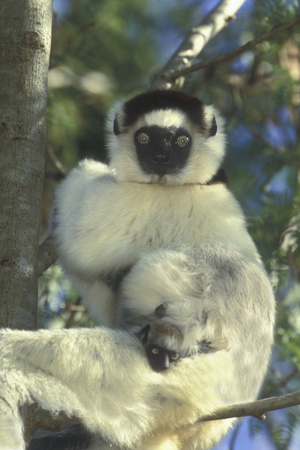 Propithecus verreauxi/Glass propitheque/