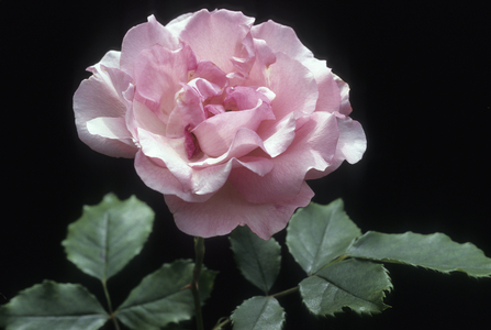 Rosa x/Pink 'Nathalie Nypels'