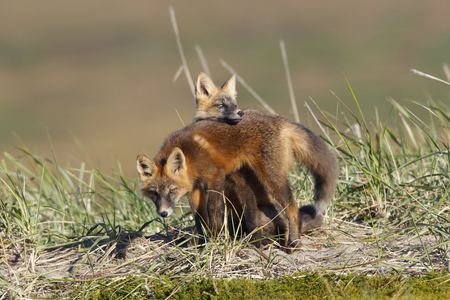 Vulpes vulpes/Red Fox/Fox/Red Fox