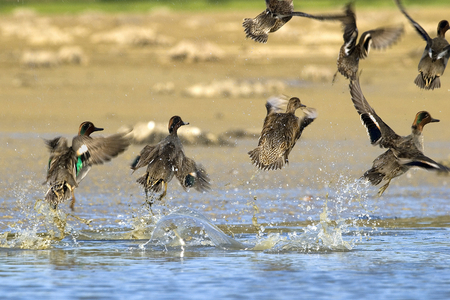 Anas crecca/Winter Teal/Common Teal