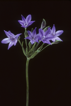 Brodiaea laxa/California Hyacinth/Long Rayed Triteleia/Triplet Lily