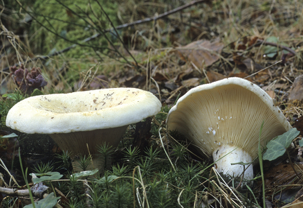 Lactarius vellereus/Milky veloute