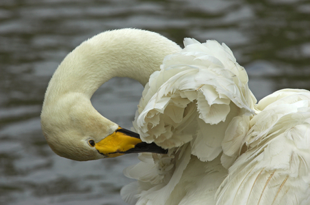 Cygnus cygnus cygnus/Singing Swan/Wild Swan/Whooper Swan