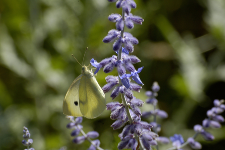 Gonepteryx rhammi/Lemon on Perosskia