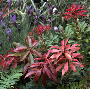 Pieris japonica/Android from Japan 'Moutain Fire'