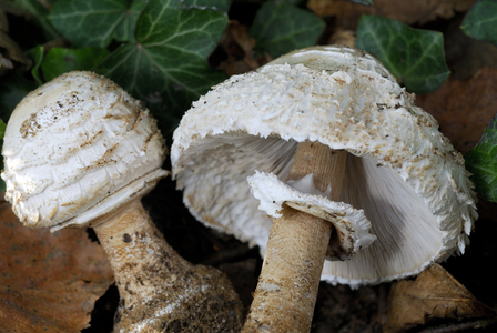 Macrolepiota rickenii/Macrolepiota gracilenta/Lepiote gracile