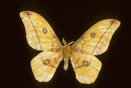 Imbrasia dione/Male