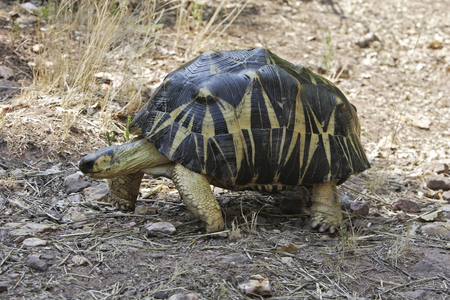 Astrochelys radiata/Geochelone radiata/Madagascar Star Turtle/Madagascar Turtle/Radiated Tortoise