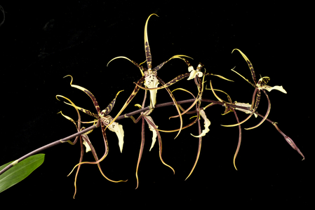 Brassia x (Oncidiinae)