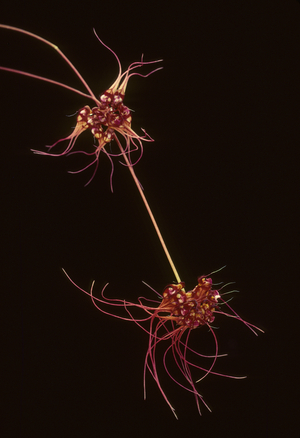 Cirrhopetalum psittacoides/Bulbophyllum gracillimum