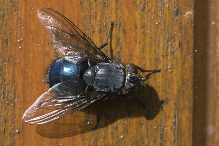 Calliphora vomitoria/Blue fly