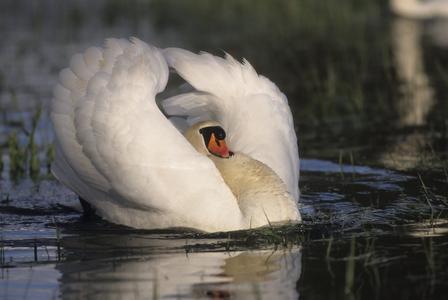 Cygnus olor/Tuber Swan/Mute Swan