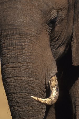 African Loxodonta/African Elephant/African Elephant