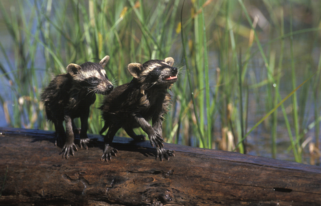 Procyon lotor/Raccoon/Common Racoon