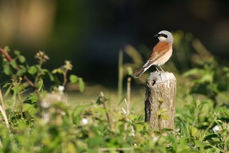 Lanius collurio/Red Backed Shrike